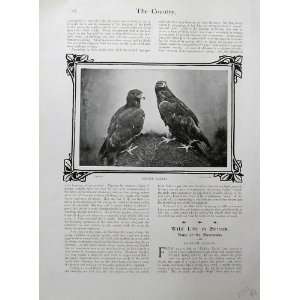   1902 Golden Eagles Birds Sea Swallow Nests Photograph