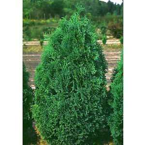  ARBORVITAE HOLMSTRUP / 3 gallon Potted Patio, Lawn 