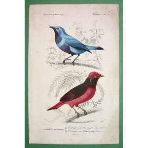 RED & SKY BLUE CHATTERER Birds Ampelis Cotinga & Carnifex   SUPERB H/C 