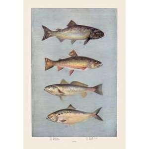  Vintage Art Fish   07905 3