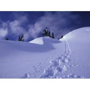 Snow Shoe Trail, Mt. Rainier National Park, Washington, USA Premium 