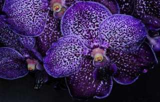Vanda Pures Wax (Blue) Hybrid Orchid Plant  