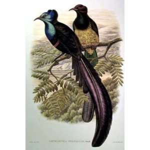  Gould   Gould Bird of Paradise I Giclee