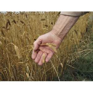  Hand Holding Ripening Milo, Which is Used for Poultry Feed 