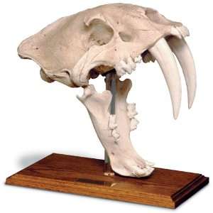  Saber Tooth Tiger Skull W/Stand   Antique Finish Toys 