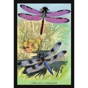  Insects Libellula Axilena and L. Pulchella 20x30 poster 