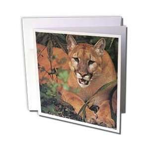  Florene Animals   Florida Rare Panther   Greeting Cards 12 