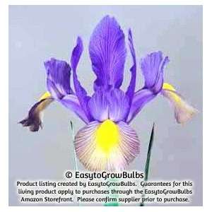  Dutch Iris Mystic Beauty   20 bulbs   8+ cm Patio, Lawn 