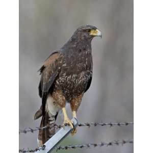  Harriss Hawk (Parabuteo Unicinctus), Sweetwater Wetlands 