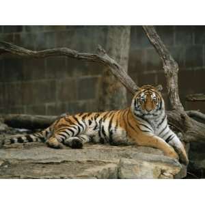  A Siberian Tiger Rests in Her Outdoor Enclosure Premium 