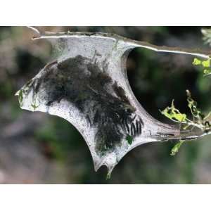  Enclosed Web Full of Tent Caterpillars Hang from Tree 