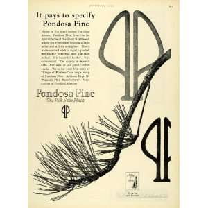 com 1925 Ad Tree Branch Twigs Pondosa Pine Arboriculture Western Pine 