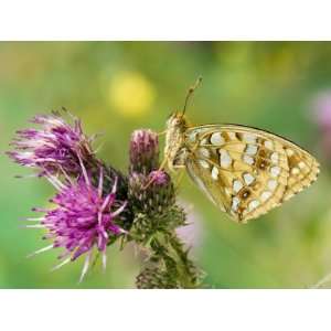  High Brown Fritillary Butterfly on Thistle, UK 
