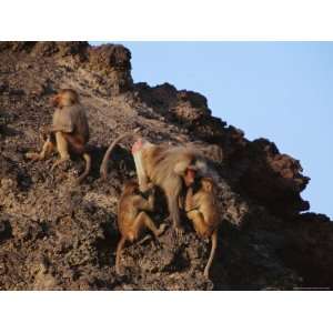  Gelada Baboons with Young Clamber Over Rock Formations 