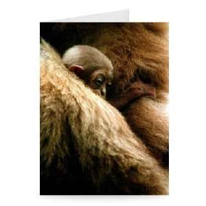  Baby Gorilla in arms of mother circa 2001   Greeting Card 