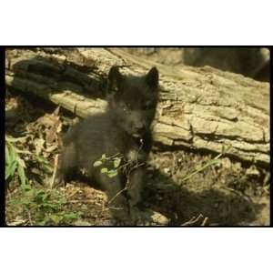   Top 100 Predator Animal Canvas Art Tundra wolf cub