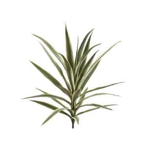  27 Yucca Plant w/24 Lvs. Variegated (Pack of 3)