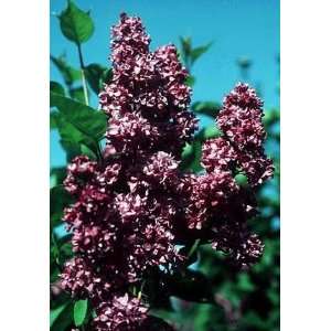  LILAC CHARLES JOLLY FRENCH / 1 gallon Potted Patio 