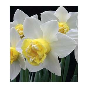  Narcissus Popeye Patio, Lawn & Garden