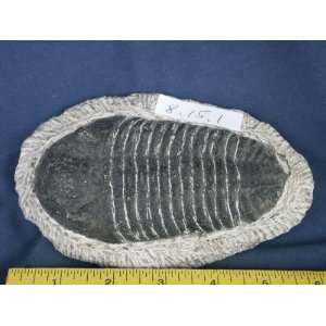 Trilobite Fossil, 8.15.2