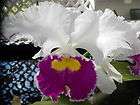 Cattleya orchidT 4056 Lc Tropical Chip x Jungle Elf S W  