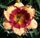 RODEO SWEETHEART   DF   B7B   Trimmer 2001   DAYLILY  