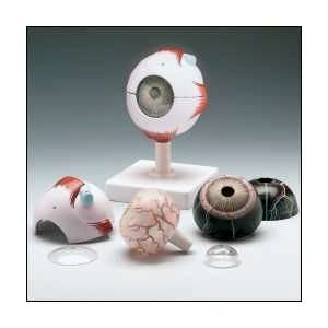 Nasco   Human Eye Model  Industrial & Scientific