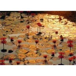  Baumann   Lotus Pond Canvas