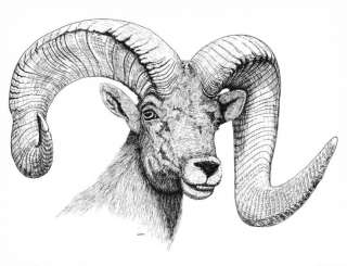 Wildlife Pen & Ink Print   Big Horn Sheep 17x22  