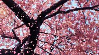 MAIKO SKIN CREAM (Cherry Blossom) Kyoto Bath & Body   