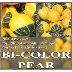  1 oz (500+) Bicolored Pear GOURD Seeds YELLOW & GREEN For 