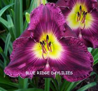 RON VALENTE   DF   B2G   Moldovan 2004   DAYLILY  