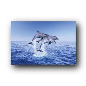  Dolphin Dolphins Trio 3 Swimming New Poster Pp30267