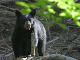 Magnet Black Bear Among Broken Tree Limbs Bears Animal  