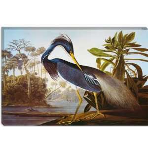 Louisiana Heron From birds of America by John James Audubon Canvas 