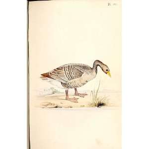  Grey Lag Goose Meyer H/C Birds 1842 50