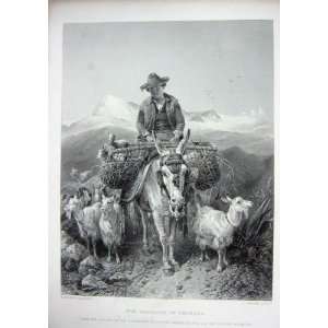  1873 Art Journal Goatherd Granada Man Donkey Goats