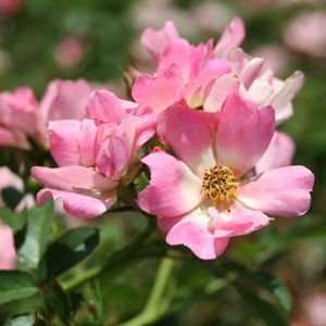  ROSE DRIFT PINK / 1.5 gallon Potted Patio, Lawn 