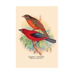  Scarlet Tanager 20x30 poster