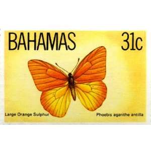 Bahamas Butterfly (Large Orange Sulphur) Stamp Print (Reproduction) 6 