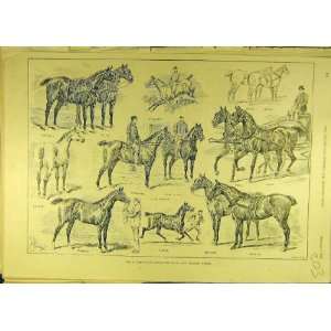  1891 Sturgess Chennell Newmarket Hacks Harness Horses 