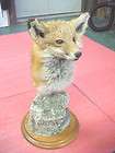 Minnesota Red Fox real mount on cultured granite stone head cabin bar 
