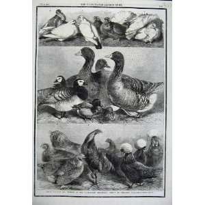  Prize Poultry Pigeons Birmingham Exhibition Birds 1861 