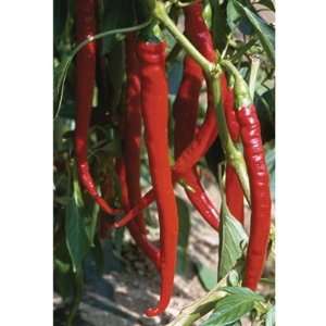   Pepper Joes Long Cayenne (Capsicum annuum) 30 Seeds per Packet Patio