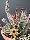   ​/ caralluma huernia stapelia asclepiad succulent rare cactus