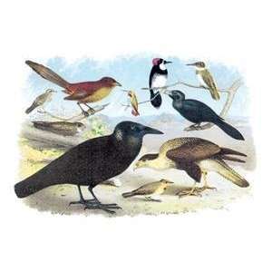  Vintage Art Caracara Eagle, Crow, and Kingfisher   03828 4 