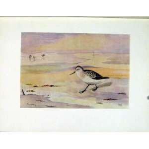  Little Stint Color Bird Art Old Print Antique C1924