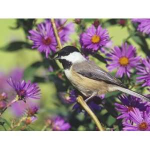  Carolina Chickadee (Poecile Carolinensis) in New England 