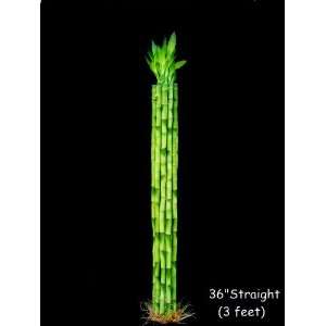Betterdecor  10 Stalks of 36 Inches of Lucky Bamboo Straight  