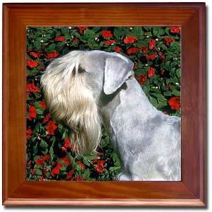 Cesky Terrier Tile   Framed